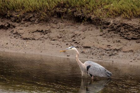 Great blue heron bird, Ardea herodias, in the wild, foraging in a lake in Huntington Beach, California, United Statesの写真素材
