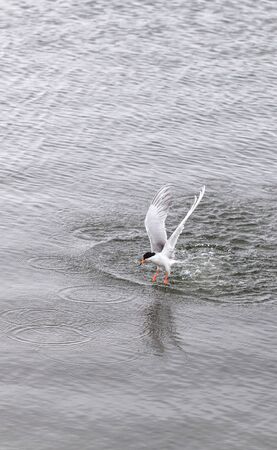 Elegant tern, Thalasseus elegans, hunts for food at the Bolsa Chica wetlands in Huntington Beach,...