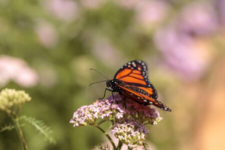 Monarch butterfly, Danaus plexippus, in a butterfly garden on a flower in spring in Southern California, USAの写真素材