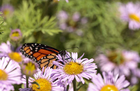 Monarch butterfly, Danaus plexippus, in a butterfly garden on a flower in spring in Southern...