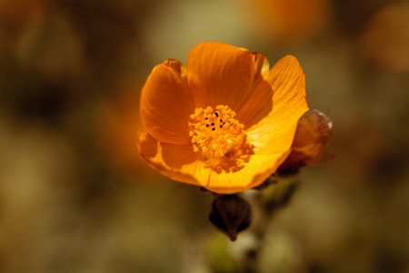 Yellow flower on Palmer's Indian mallow, Abutilon palmeri, blooms in a butterfly garden in spring in Southern California, USAの写真素材