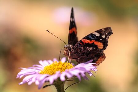 Red admiral butterfly, Vanessa atalanta, in a butterfly garden on a flower in spring in Southern California, USAの写真素材