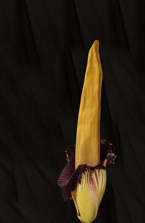 Once every ten years the corpse flower, Amorphophallus titanum, blooms for only 24 to 48 hours before going dormant once again.の写真素材