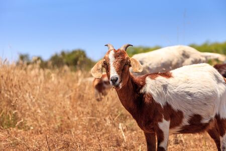 Goats cluster along a hillside with Saddleback mountains in the distance in Aliso and Wood Canyons Wilderness Park  in Laguna Beach as a means of land maintenance and eating away wild brush that could lead to wild fires.の写真素材