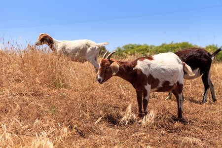 Goats cluster along a hillside with Saddleback mountains in the distance in Aliso and Wood Canyons Wilderness Park  in Laguna Beach as a means of land maintenance and eating away wild brush that could lead to wild fires.の写真素材
