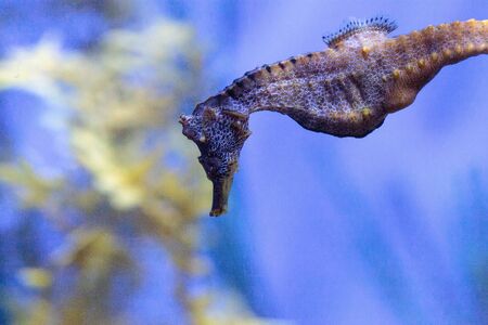 Pacific seahorse Hippocampus ingens inhabit coral reefs and cling to structures using the tail.の写真素材