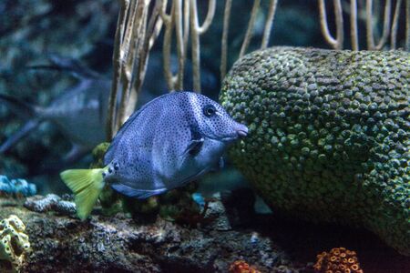 Yellowtail surgeonfish Prionurus punctatus is found in the coral reefs of the East Pacific.の写真素材