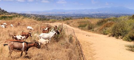 Goats cluster along a hillside with Saddleback mountains in the distance in Aliso and Wood Canyons Wilderness Park  in Laguna Beach as a means of land maintenance and eating away wild brush that could lead to wild fires.の写真素材