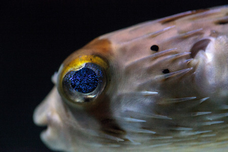 Spiny porcupinefish Diodon holocanthus has eyes that sparkle with blue flecks and skin with spines....
