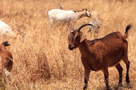 Goats cluster along a hillside with Saddleback mountains in the distance in Aliso and Wood Canyons Wilderness Park  in Laguna Beach as a means of land maintenance and eating away wild brush that could lead to wild fires.の写真素材
