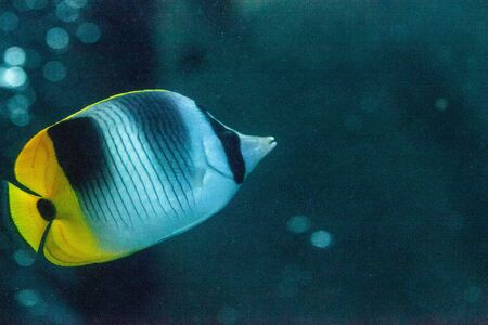 Pacific double-saddle butterflyfish Chaetodon ulietensis swims over a coral reefの写真素材