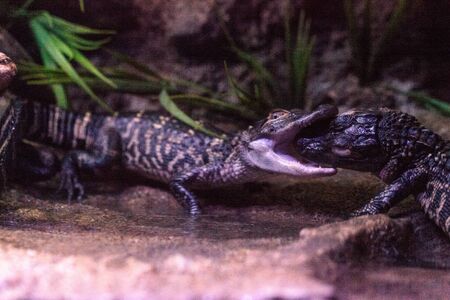 Baby American alligator also called Alligator mississippiensis found in swamps and wetlands