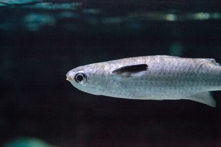 Diamondscale mullet fish Liza vaigiensis swims over a coral reefの写真素材