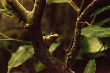 Northern Pacific Tree Frog Pseudacris regilla can be found along the West Coast of the United Statesの写真素材