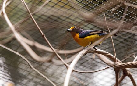 Male yellow and blue Violaceous Euphonia also called Euphonia violacea is a bird found in Brazilの写真素材