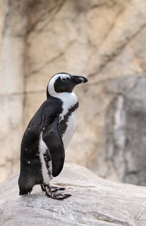 African Penguin Spheniscus demersus is an endangered bird found in South Africaの写真素材