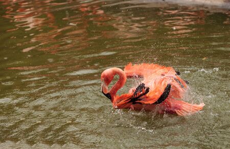 Pink Caribbean flamingo, Phoenicopterus ruber, in the middle of a flock laying eggs during breeding season.の写真素材