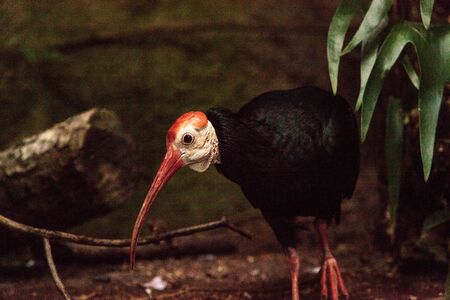 Southern bald ibis called Geronticus calvus is found in Southern Africaの写真素材