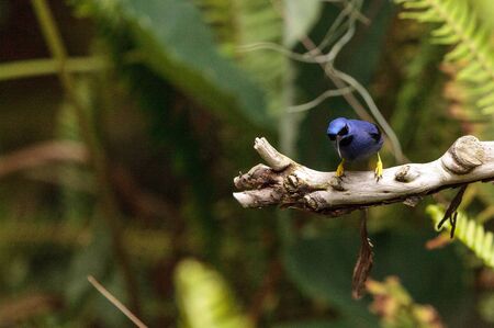 Purple honeycreeper known as Cyanerpes caeruleus can be found in western Columbiaの写真素材