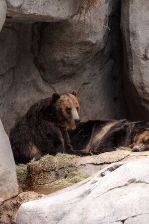 North American Grizzly bear Ursus arctos horribilis is a large brown bear found throughout North America.の写真素材