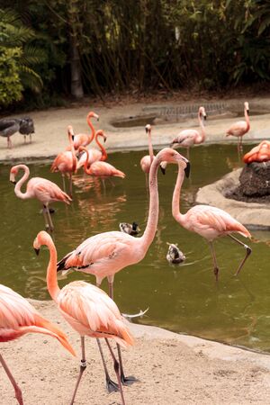 Pink Caribbean flamingo, Phoenicopterus ruber, in the middle of a flock laying eggs during breeding season.の写真素材