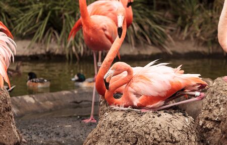 Pink Caribbean flamingo, Phoenicopterus ruber, in the middle of a flock laying eggs during breeding season.の写真素材