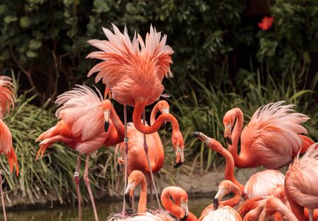 Pink Caribbean flamingo, Phoenicopterus ruber, in the middle of a flock laying eggs during breeding season.の写真素材