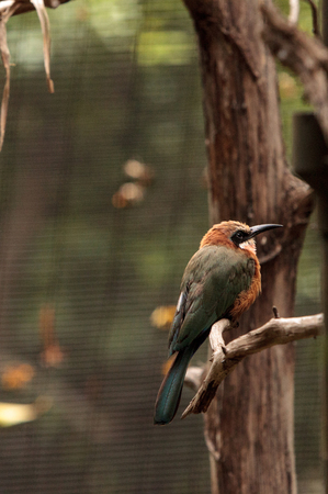 White-fronted bee-eater Merops bullockoides is an insectivore found in central and eastern Africa.