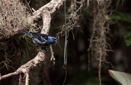 Turquoise tanager known as Tangara mexicana can be found from Venezuela to Bolviaの写真素材