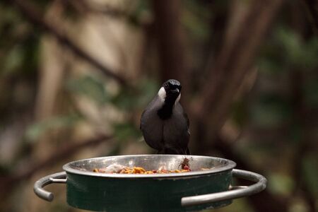 Black-throated Laughingthrush bird Dryonastes chinensis is found in Cambodia, China, Laos, Thailand and Vietnamの写真素材