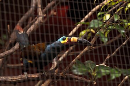 Plate-billed mountain toucan Andigena laminirostris behind the walls of a cage