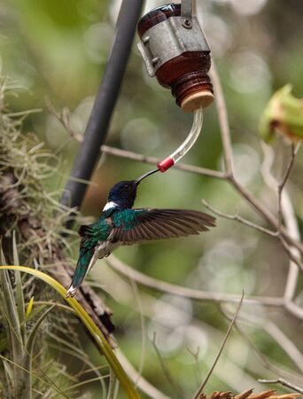 White necked Jacobin known as Florisuga mellivora in a treeの写真素材