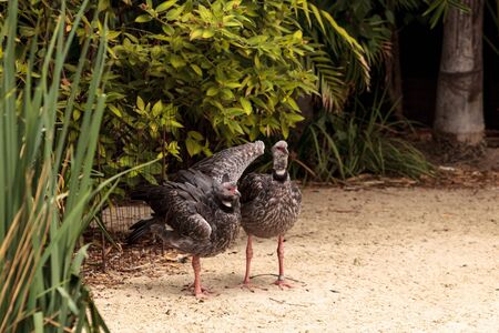 Southern screamer bird Chauna torquata from South America including Peru, Bolivia, Brazil, Uruguay and Argentinaの写真素材