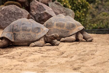 Sierra Negra Tortoise Chelonoidis nigra guntheri is part of the Galapagos Island giant tortoises.