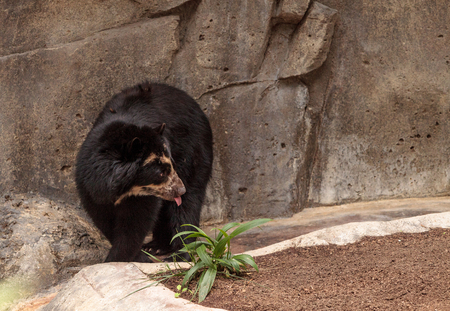 Andean bear Tremarctos ornatus is found in the Andes of South Americaの写真素材