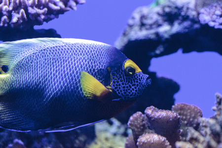 Blue faced angelfish Pomacanthus xanthometopon in a coral reef.