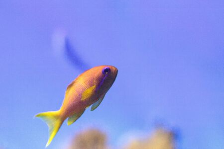 Yellow Lyretail Anthias fish known as Pseudanthias squamipinnis in a coral reef.の写真素材