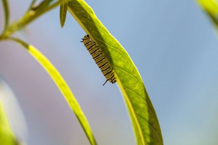 Monarch caterpillar, Danaus plexippus, in a butterfly garden on a flower in spring in Southern California, USAの写真素材