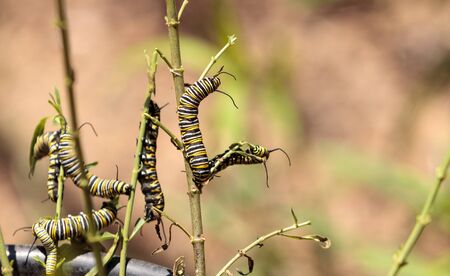 Monarch caterpillar, Danaus plexippus, in a butterfly garden on a flower in spring in Southern California, USAの写真素材