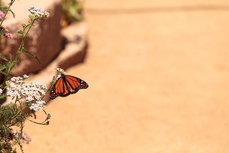 Monarch butterfly, Danaus plexippus, in a butterfly garden on a flower in spring in Southern...