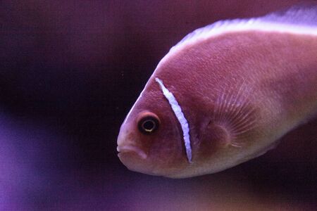 Pink skunk clownfish called Amphiprion perideraion is a species of anemonefish found in Australia
