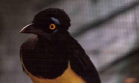 Plush-crested jay bird Cyanocorax chrysops is bright blue and yellow and is found in South Americaの写真素材