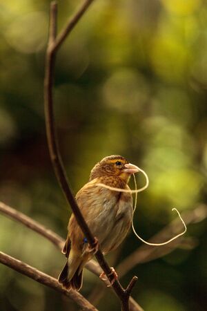 Pin-tailed Whydah bird Vidua macroura is found in Senegal to Ethiopiaの写真素材
