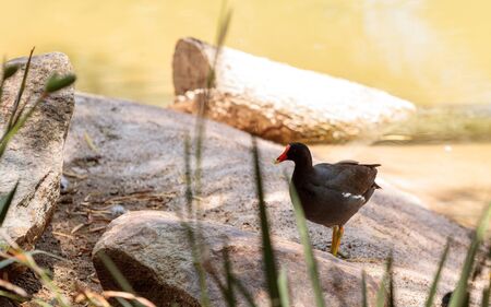 Adult Common gallinule Gallinula galeata is a duck like bird found in swamps and wetlands.