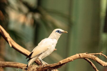 Bali myna bird Leucopsar rothschildi can be found in the woodlands on Bali, Indonesiaの写真素材