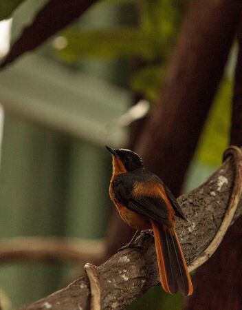 Snowy-crowned robin-chat bird Cossypha niveicapilla is found in Central Africa