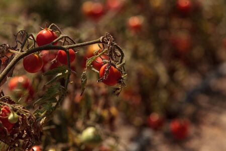 Cherry tomatoes growing in an organic home garden in spring in Southern California.の写真素材