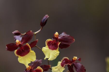 Yellow and maroon Oncidium orchid hybrid flowers grow in a botanical gardenの写真素材