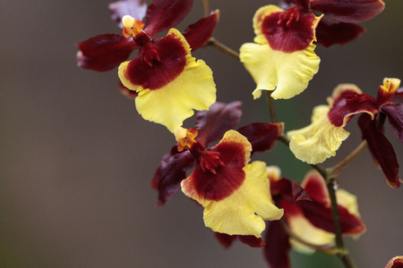 Yellow and maroon Oncidium orchid hybrid flowers grow in a botanical gardenの写真素材