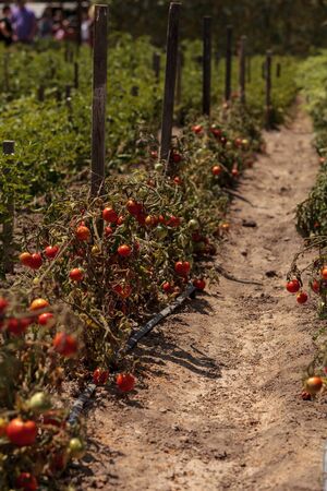 Cherry tomatoes growing in an organic home garden in spring in Southern California.の写真素材